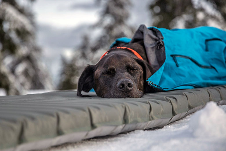 A dog resting his head on a sleeping pad in the snow.