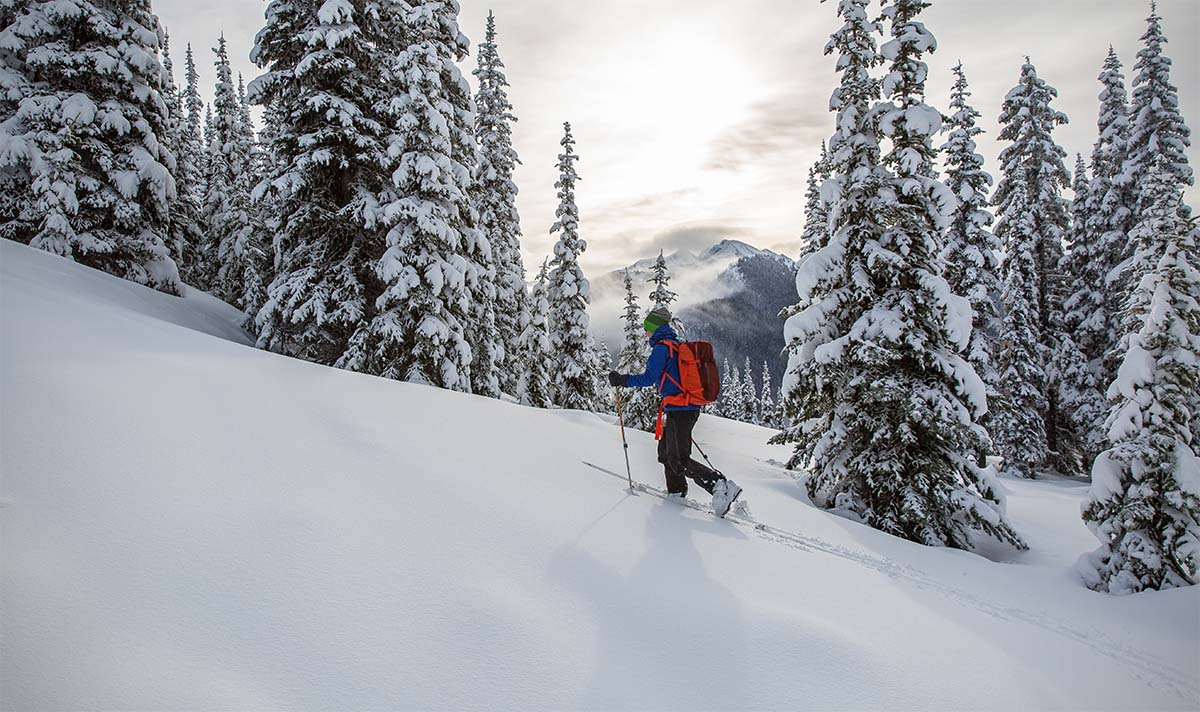 A skier skins uphill in fresh powder while surrounded by snow-covered pine trees
