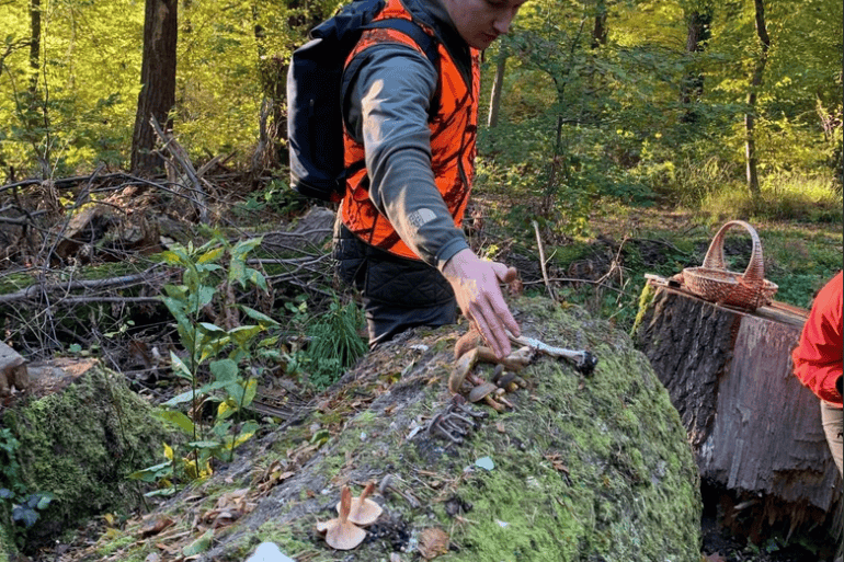 A man lays out different kinds of mushrooms on a moss-laden downed tree