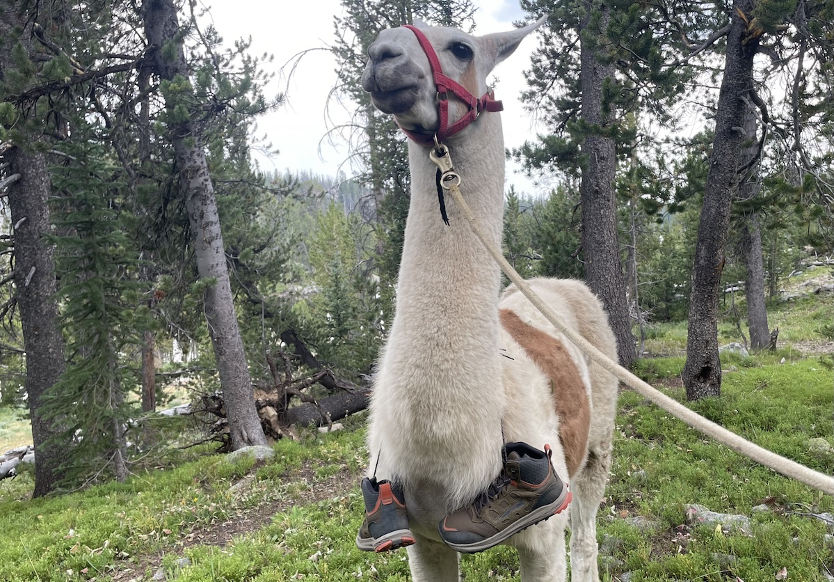 altra lone peak hiker 3 on a llama