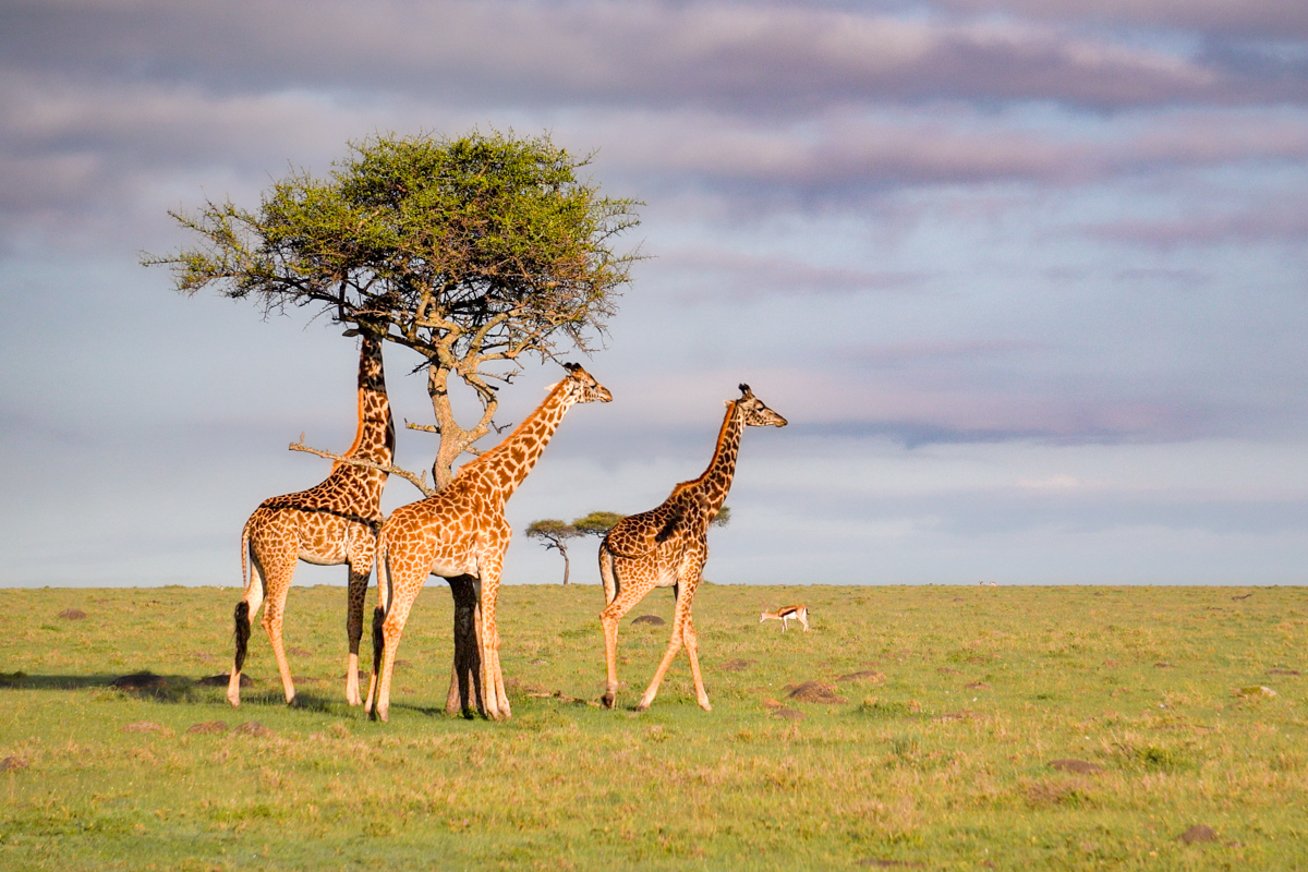 A few giraffe in Masai Mara