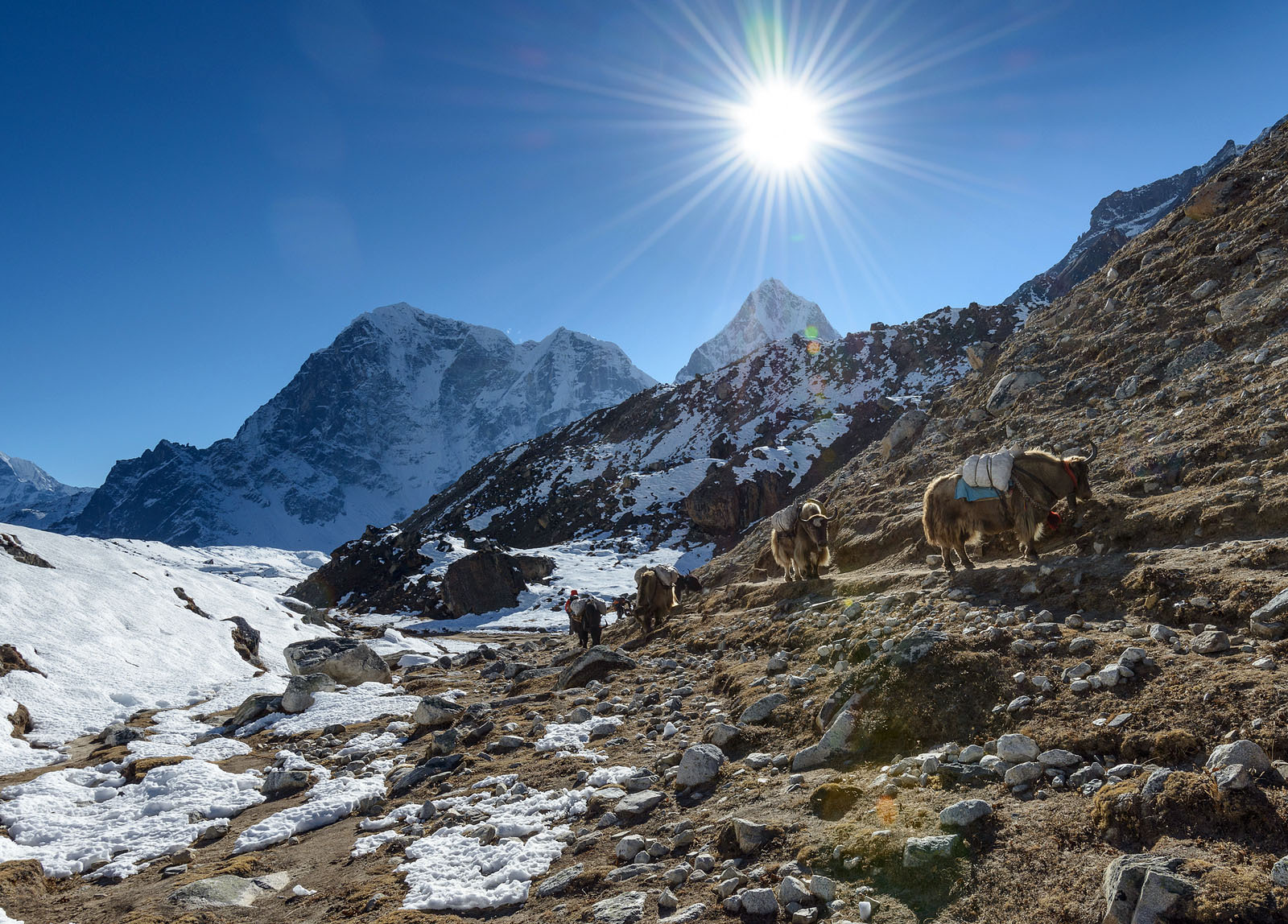 Everest Base Camp trek yaks