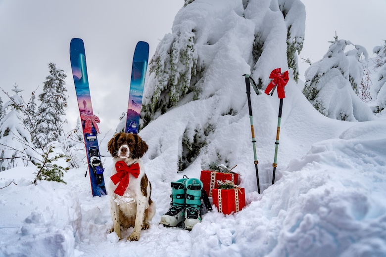 A dog with a bow sits amidst skis and ski boots in snowy trees